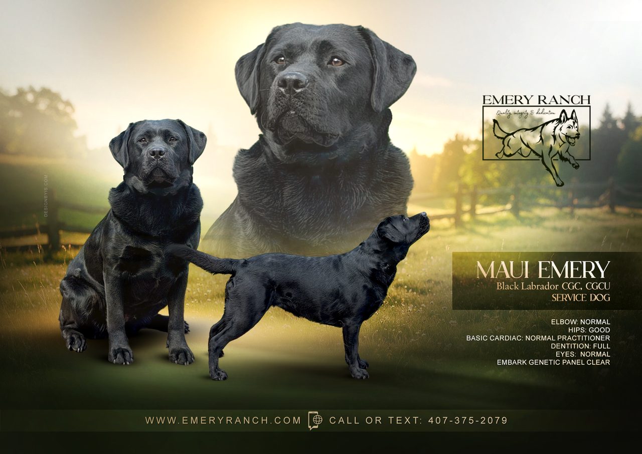 Maui — Black Labrador