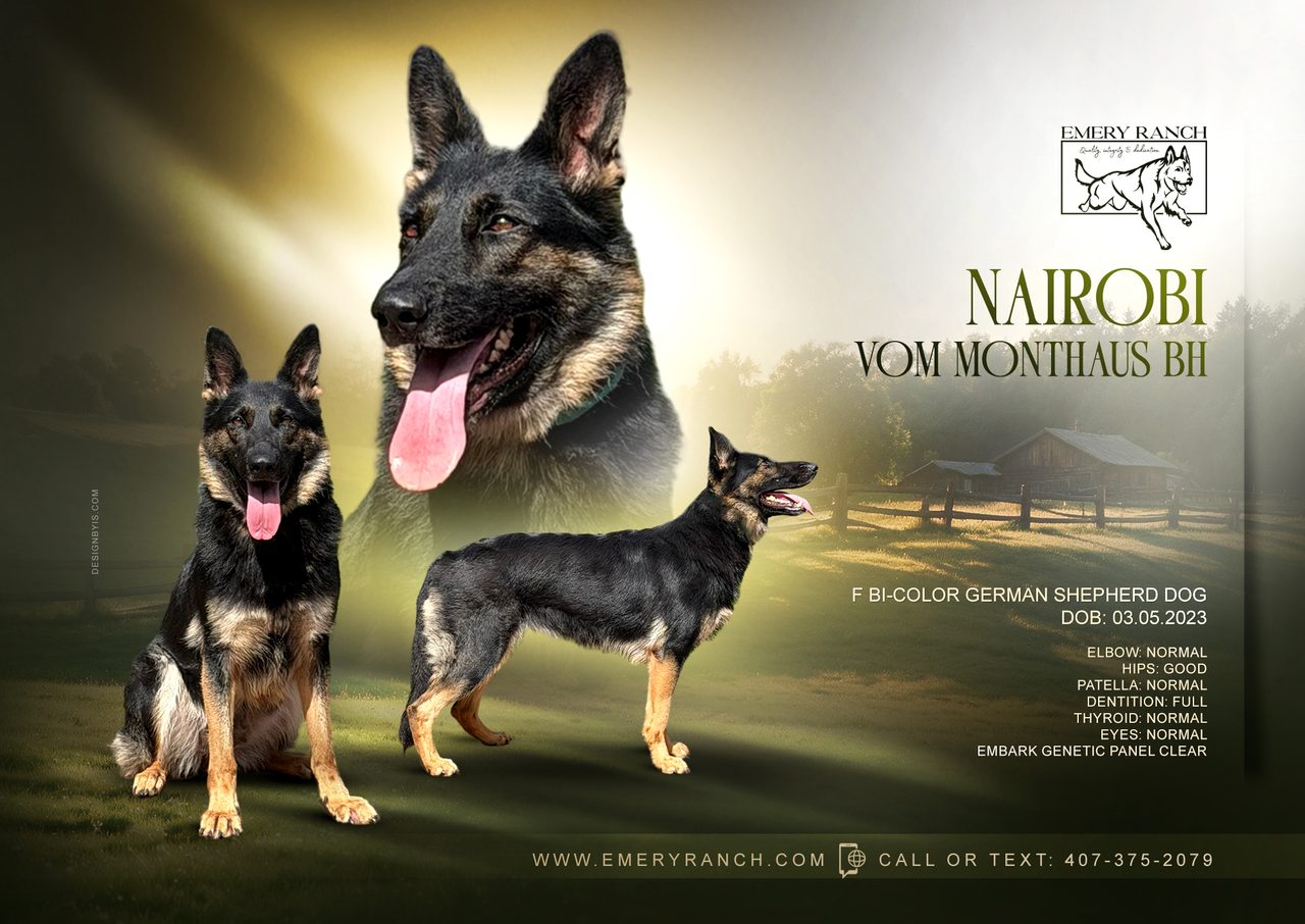 Nairobi Vom Monthaus — German Shepherd Dog